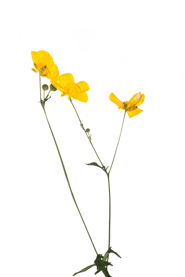 Hand Pressed Flora