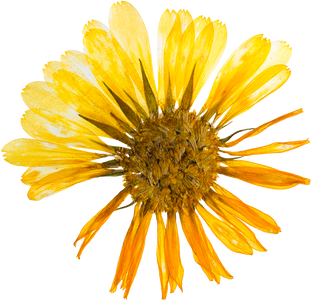 Hand Pressed Flora